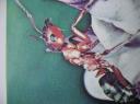 Formica rufa Fourmi rousse