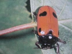 Clytra quadripunctaria Famille des Chrysomelidae