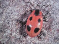 Endomychus coccineus Famille de Endomychidae