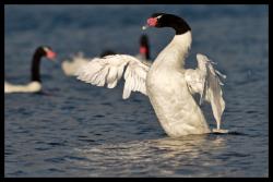 Cygne &agrave; col noir