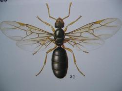 Formicidae Lasius flavus la reine