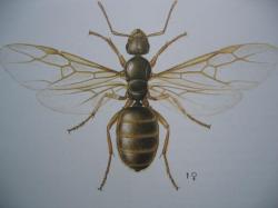 Ordre des Formicidae. Reine de Lasius niger Photo A.M.B.le Moulin de Prey