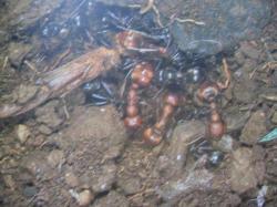 Ordre des Formicidae Photo A.M.B.le Moulin de Prey
