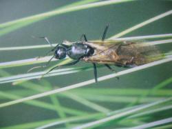 Formicidae m&acirc;le