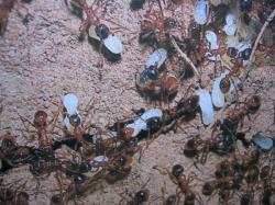 Formicidae transportant leurs oeufs Photo A.M.B 2000