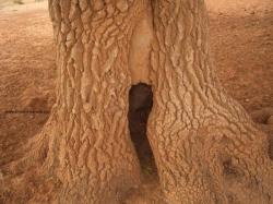 le tronc de l'arbre