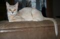 Saphira Abyssins