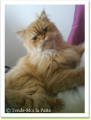 Boston, chat adopt&eacute;