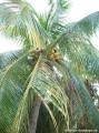 Cocotier Guadeloupe