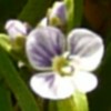élixir veronique serpyllifolia