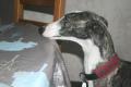 DOGSMANNEQUINS