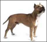 amstaff