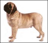 mastiff