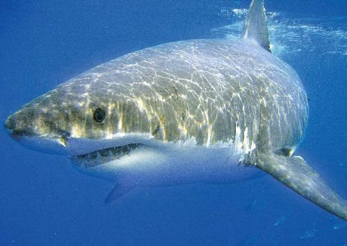 AILERONS Protection des requins et raies de Méditerranée 
