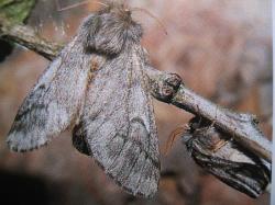 Imago de Thaumetopoea pityocampa. Photo A.M.B 1995