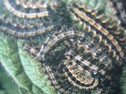 Aglais urticae Larva Photo A.M.B 1995
