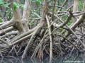 Rivère Moustique - Mangrove, palétuviers