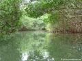 Rivère Moustique - Mangrove