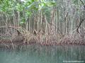 Rivère Moustique - Mangrove, palétuviers