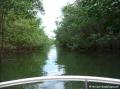 Rivère Moustique - Mangrove