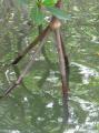 Rivère Moustique - palétuvier en forme de patte d'échassier