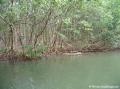 Rivère Moustique - Mangrove