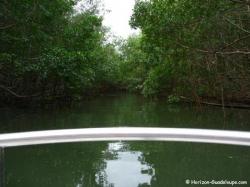 Rivère Moustique - Mangrove