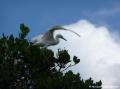Aigrette nneigeuse