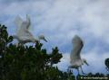 Aigrette neigeuse