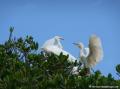Aigrette neigeuse