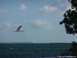 Ilet aux oiseaux