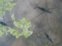 Punaise aquatique Photo A.M.B 2000
