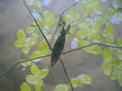 Gerris paludum le Gerris Punaise aquatique Photo A.M.B 2000