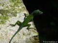 L&eacute;zard anoli