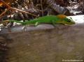 L&eacute;zard anoli