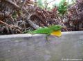 L&eacute;zard anoli