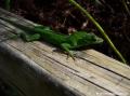 L&eacute;zard anoli