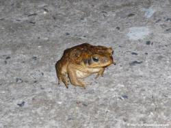 Crapaud buffle