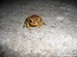 Crapaud buffle