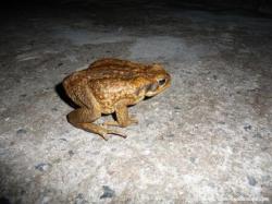 Crapaud buffle