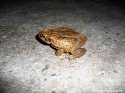 Crapaud buffle