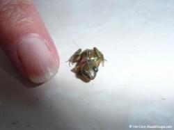 Grenouille