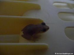 Grenouille