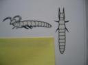 Les Protoures Insectes Primitifs
