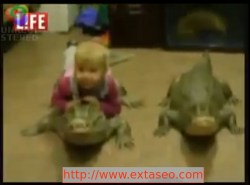 crocodiles a la maison animaux domestiques de compagnie etranges bizarres,chasser le crocodile