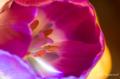 tulipe