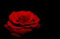 rouge rose
