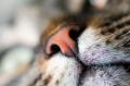 le chat