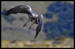 Magnifique aigle, bravo Patrice pour la photo !