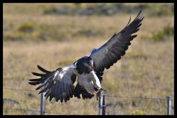 Un aigle rencontr&eacute; dans la pampa
